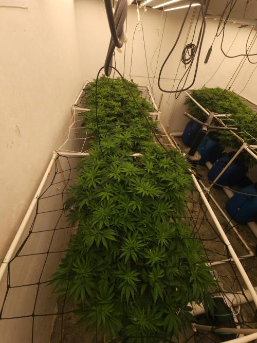 Wedding cake de Barneys. Week 8