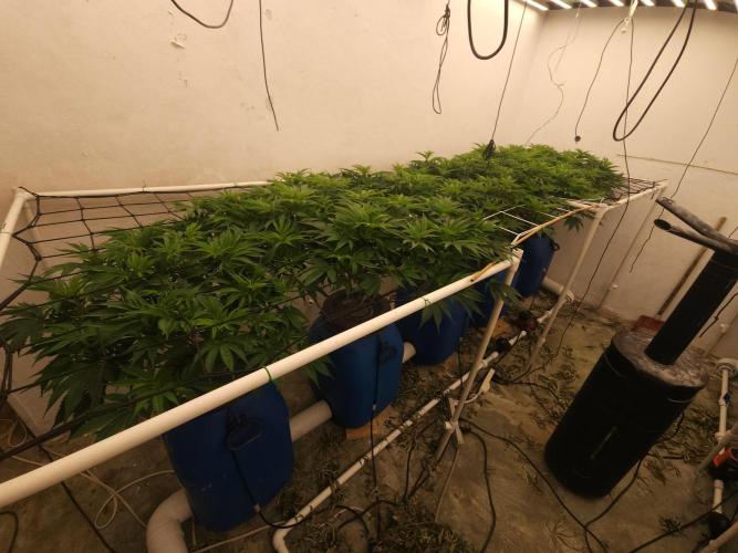 Wedding cake de Barneys. Week 8