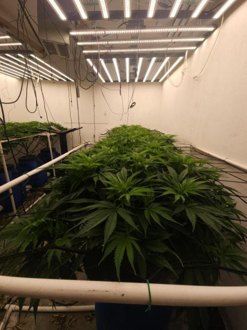 Wedding cake de Barneys. Week 8