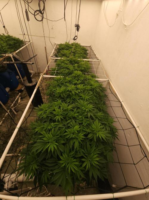 Wedding cake de Barneys. Week 8