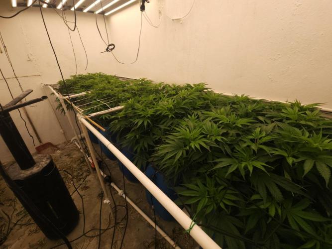 Grow Tent S888 96"x96"x80". Week 8