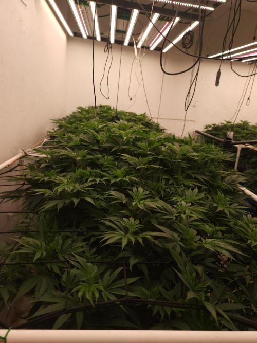 Wedding cake de Barneys. Week 9