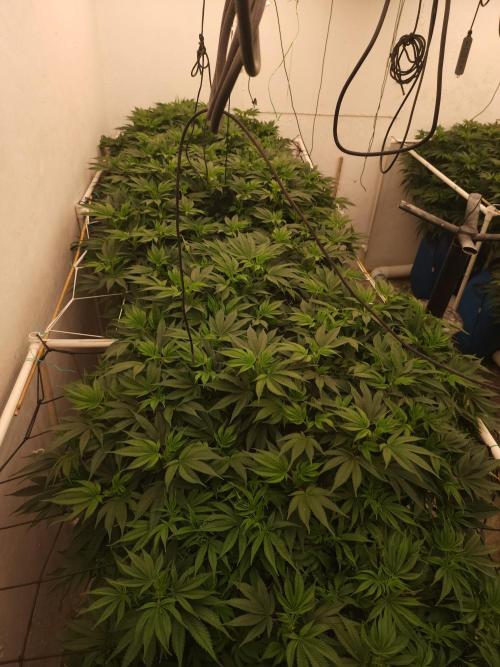 Wedding cake de Barneys. Week 9