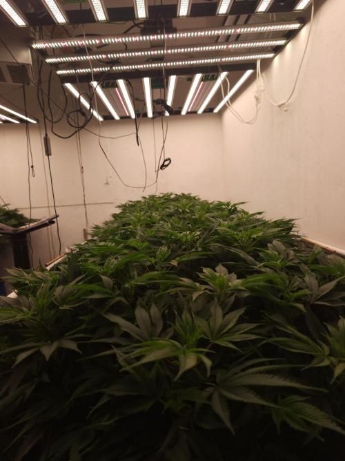 Wedding cake de Barneys. Week 9