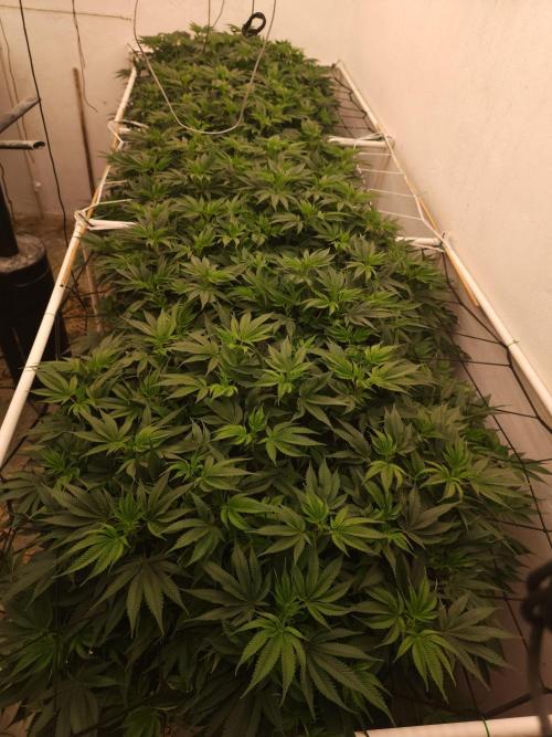 Wedding cake de Barneys. Week 9