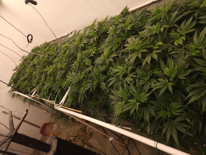 Wedding cake de Barneys. Week 9