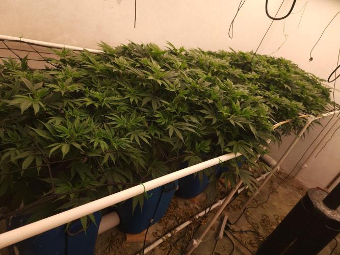 Grow Tent S888 96"x96"x80". Week 9