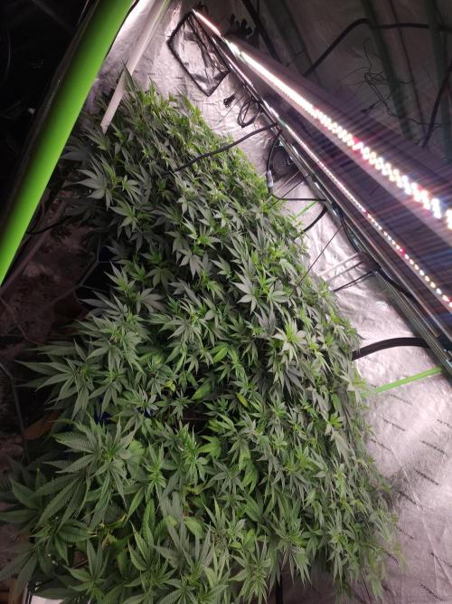 Wedding Cake Aeroponic. Week 6