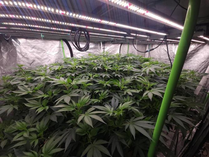 Wedding Cake Aeroponic. Week 6