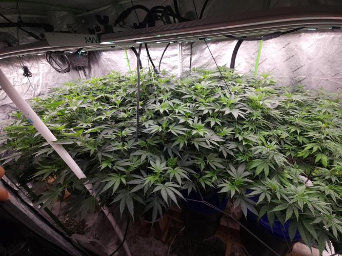 Wedding Cake. Week 6