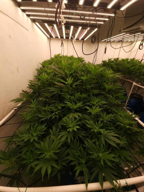 Wedding cake de Barneys. Week 10