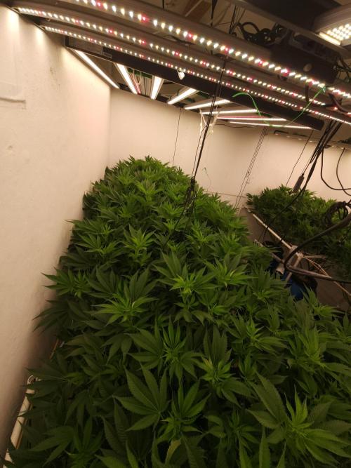 Wedding cake de Barneys. Week 10