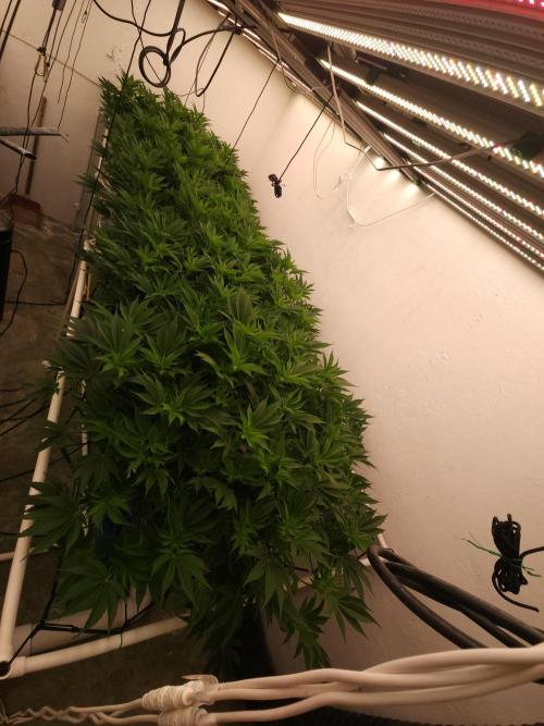 Wedding cake de Barneys. Week 10