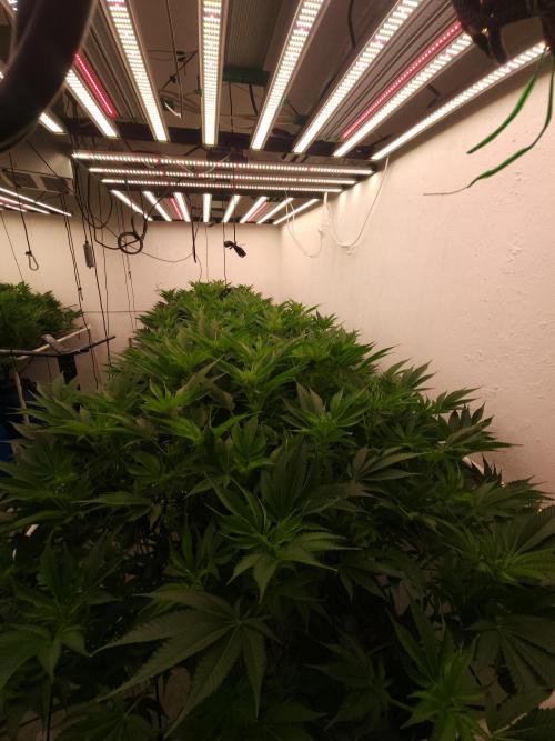 Wedding cake de Barneys. Week 10