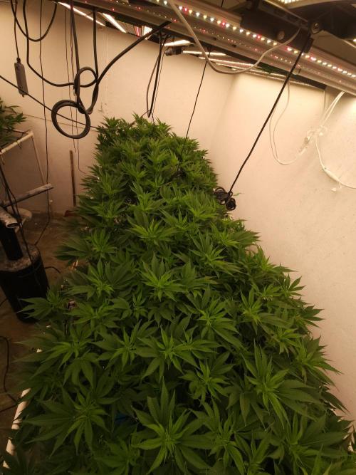 Wedding cake de Barneys. Week 10