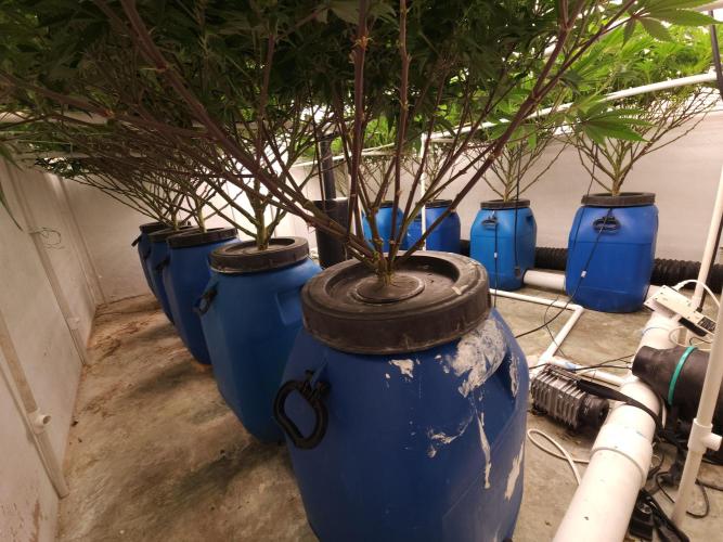 Grow Tent S888 96"x96"x80". Week 10