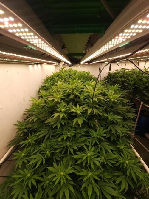 Wedding cake de Barneys. Week 11