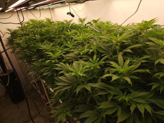 Wedding cake de Barneys. Week 11