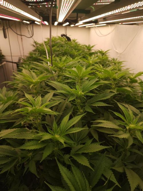 Wedding cake de Barneys. Week 11