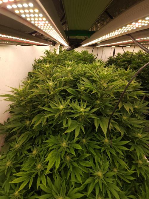 Wedding cake de Barneys. Week 12