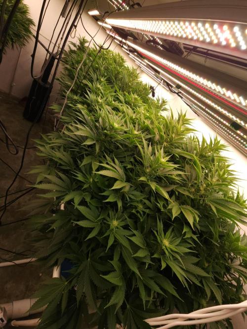 Wedding cake de Barneys. Week 12