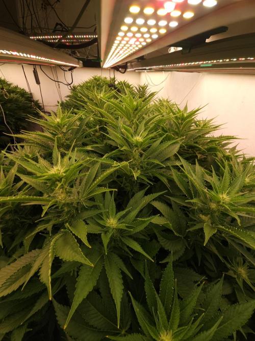 Wedding cake de Barneys. Week 12