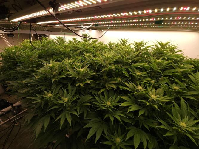Wedding cake de Barneys. Week 12