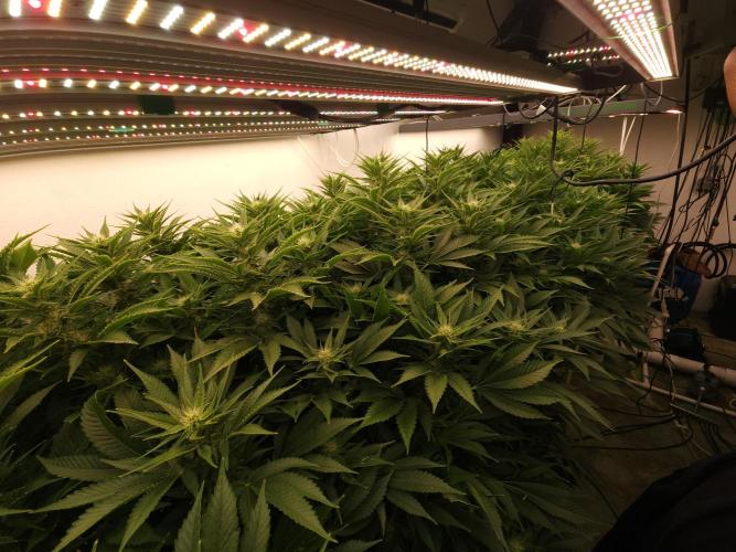 Wedding cake de Barneys. Week 12