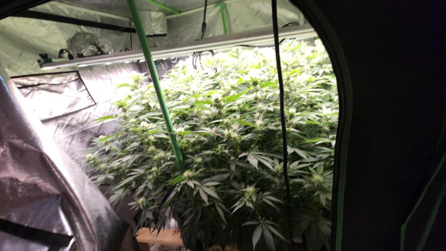 Wedding Cake Aeroponic. Week 9