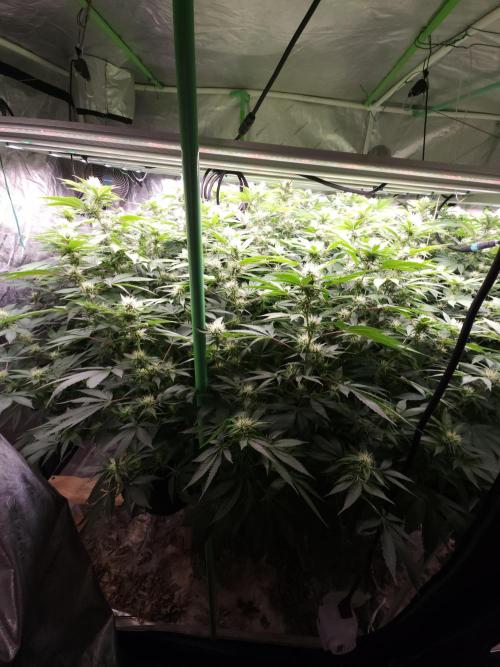 Wedding Cake Aeroponic. Week 9