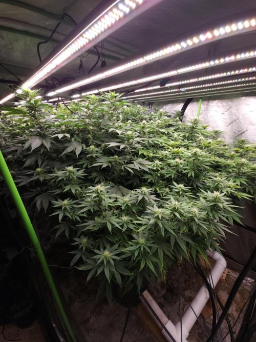 Wedding Cake Aeroponic. Week 9