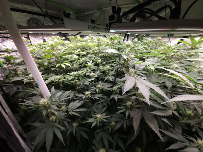 Wedding Cake Aeroponic. Week 9