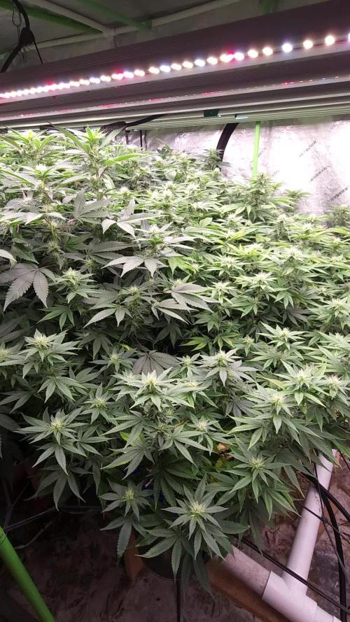 Wedding Cake Aeroponic