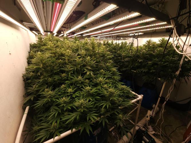 Wedding cake de Barneys. Week 13
