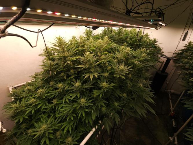 Wedding cake de Barneys. Week 13
