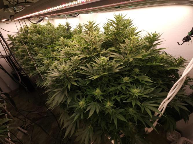Wedding cake de Barneys. Week 13