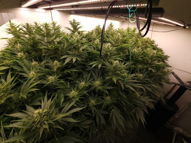Wedding cake de Barneys. Week 13