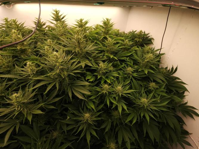 Wedding cake de Barneys. Week 13