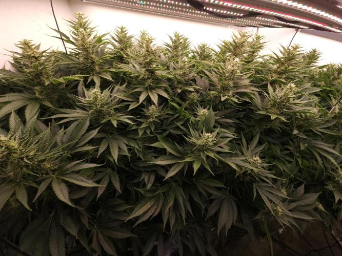 Wedding cake de Barneys. Week 13