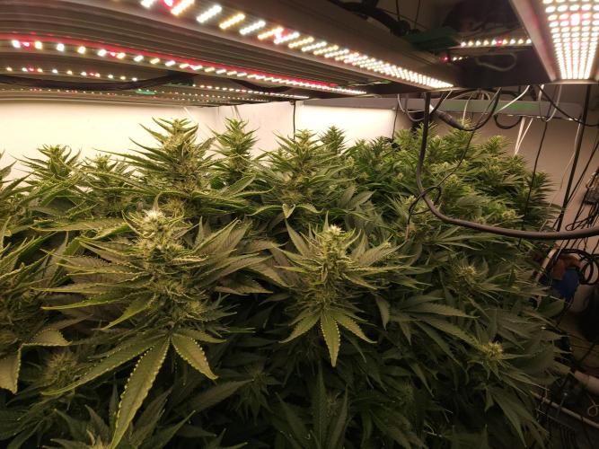 Wedding cake de Barneys. Week 13