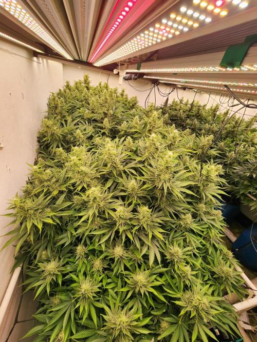 Wedding cake de Barneys. Week 14