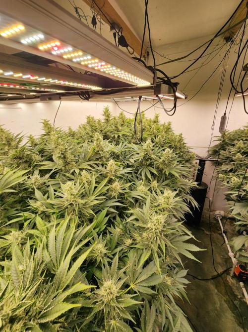Wedding cake de Barneys. Week 14