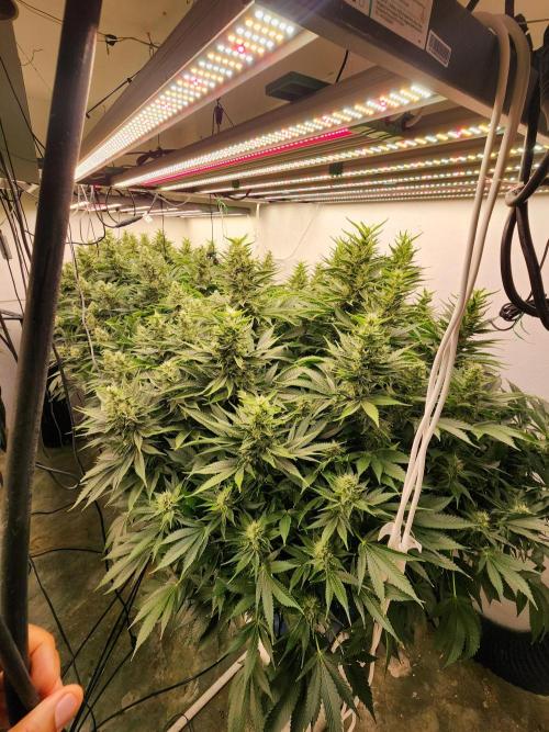 Wedding cake de Barneys. Week 14