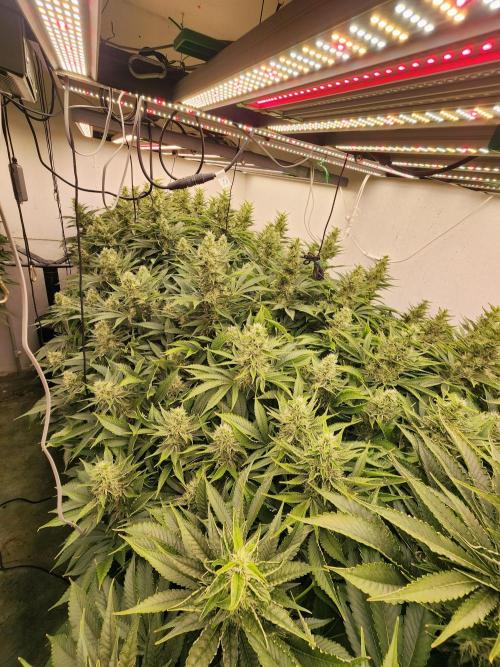 Wedding cake de Barneys. Week 14