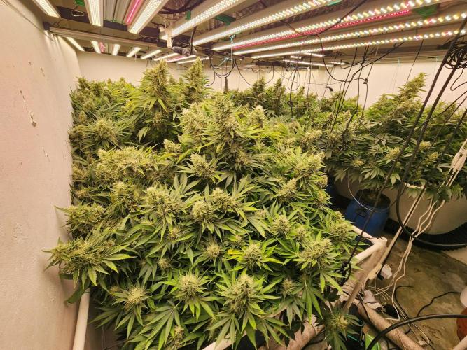 Wedding cake de Barneys. Week 15