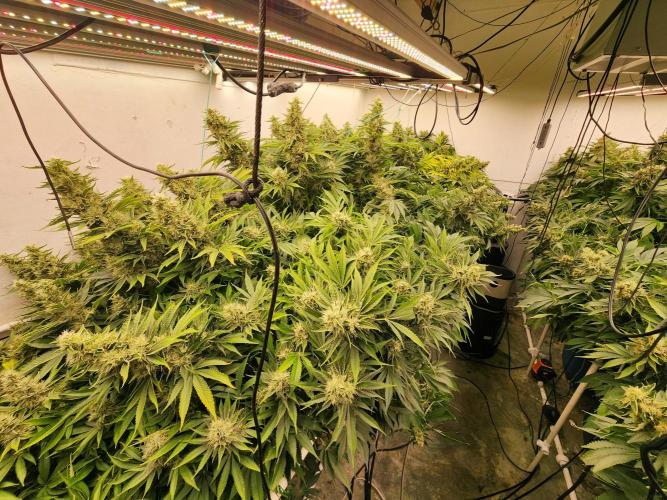 Wedding cake de Barneys. Week 15