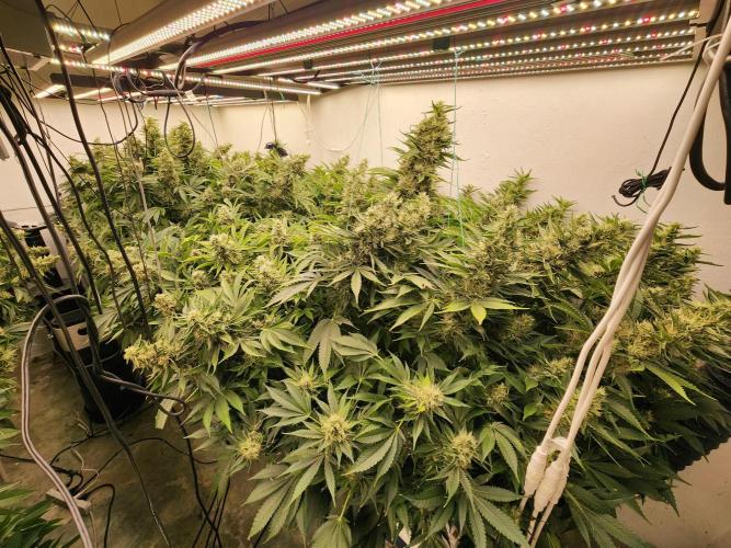 Wedding cake de Barneys. Week 15
