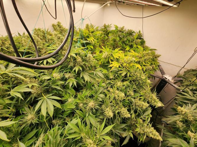 Wedding cake de Barneys. Week 15