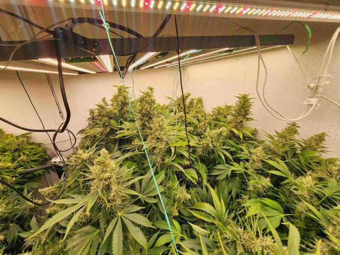 Wedding cake de Barneys. Week 15