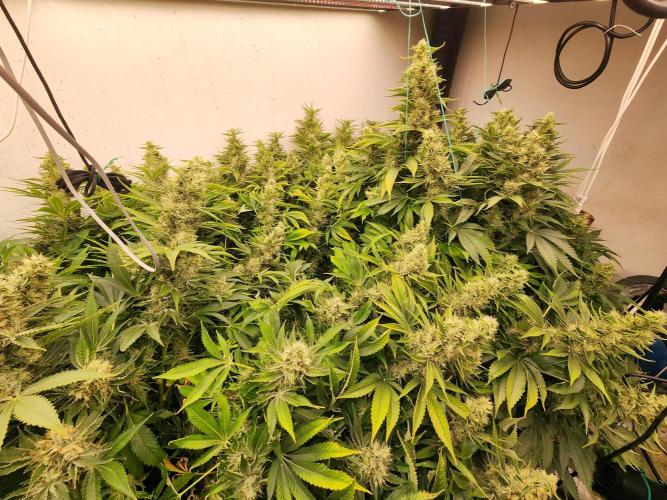 Wedding cake de Barneys. Week 15